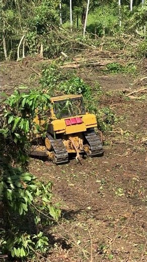 Bulldozer D6R XL Expert in Clearing Palm Mountain Land