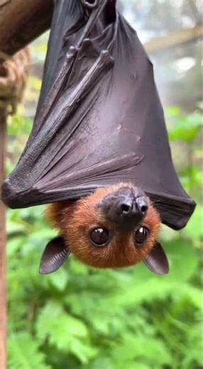You Wouldn’t Expect to See a Fruit Bat Living Like This