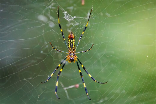 Creepy, 'parachuting' spiders continue to spread in US with sightings in at least a dozen states