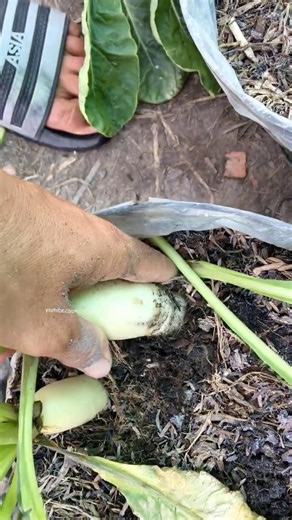 Harvesting radishes from my pot, what a surprise #harvesting #radish #farming #gardening #shorts