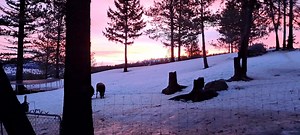 Beautiful morning | Tunk Mountain Shepherds | Facebook