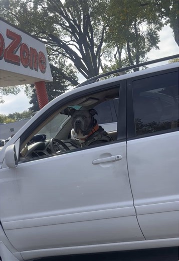 He was in the war, very well trained. I like him | war dogs