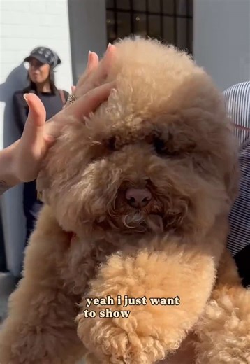 Creative Dog Grooming Ideas Inspired by Cute Canines