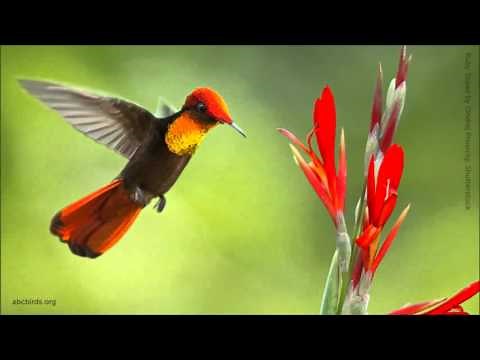 Ruby-topaz Hummingbird Calls