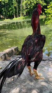 94K views · 3.1K reactions | Java Aseel on Reels | Facebook