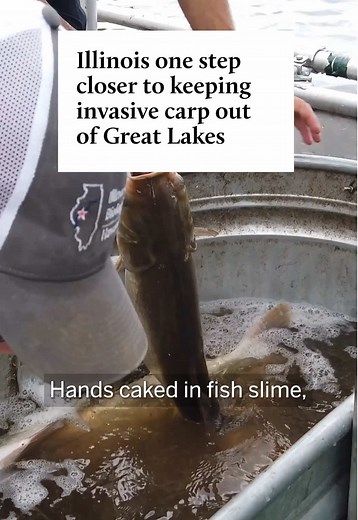 The invasive carp — a family of fish that also includes the Bighead carp, Black carp and Grass Carp — first turned up in the Mississippi River about 50 years ago. Experts say fish began overwhelming the waterway after escaping Arkansas fish farms, where they were imported to help limit algae and weed growth. In the intervening years, the fish expanded their range throughout the river and its tributaries — beginning to dominate the Illinois River in the 1990s. From the back of the carp sampling b
