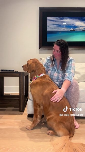The loading time was longer than usual today. #dogreels #goldenretriever #dogsounds #funnydog #rosieroo