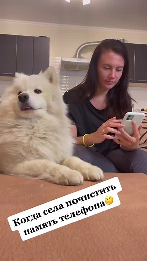 Samoyed Dog's Fun Indoor Moments