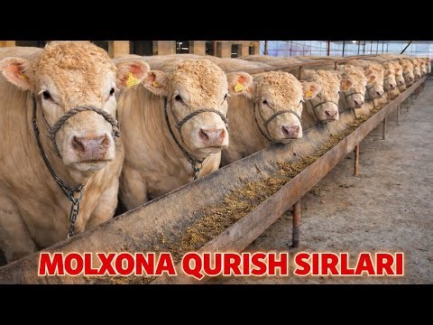 MOLXONA QURISH SIRLARI ☎️+998889336655 BARCHA TURDAGI TOM YOPISH XIZMATLARI 17 февраля 2026 г.