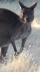 38 reactions | Qantas has launched non-stop service from DFW Airport to Melbourne! We asked Australian native (and Visit Grapevine executive) PW McCallum for his advice for first-time visitors Down Under! 輦 #dfwairport #qantas #travelinspiration | DFW Airport | Facebook