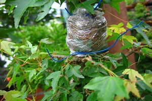 Reprodução assexuada nas angiospermas - Mundo Educação