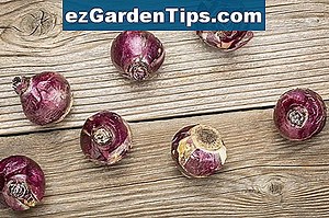 Comment conserver les bulbes d'éléphant et d'ampoule Caladium pendant l'hiver 🌱 Conseils Jardiniers - Fr.ezGardenTips.com