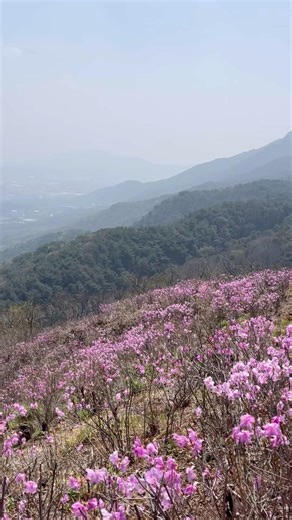 진달래 숨은 명소, 포천 왕방산. 꽃길만 걷자!! #100대명산 #포천왕방산 #진달래꽃