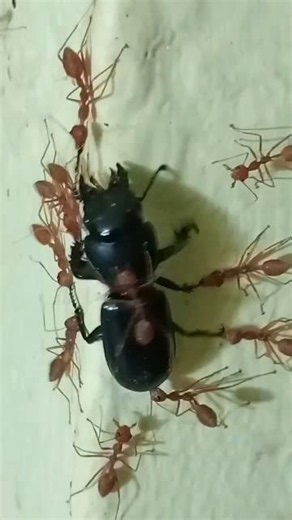 OMG 😱! Amazing Teamwork! Tiny Ants vs Big