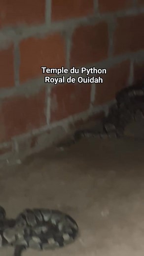 🔴 Le python royal 🐍 de Ouidah. ©️ #VisitOuidah | Visit Ouidah