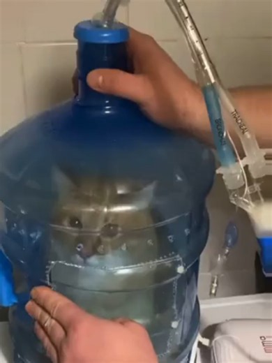 Get Hotboxed #cats #catsoftiktok #kitty | cat