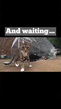 Now THIS is how you use a Drop Trap!