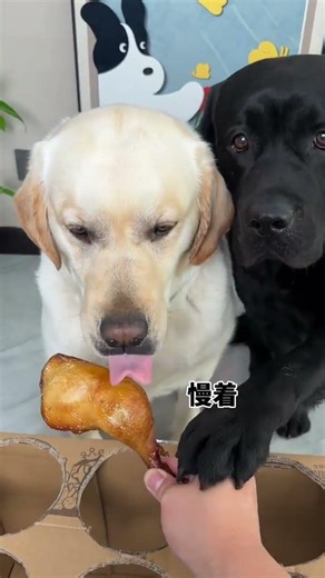 Dog: i am not fool man, you are the dog, There is a stupid dog at home Cute pet debut plan The dog's