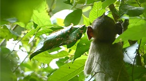 2.5K views · 240 reactions | How Baby Annie Testing With Weaver Ant Ant On The Tree? Some Update Sumara Family Condition. | Lovely Monkey | Facebook