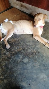 100 reactions · 18 comments | Se sugiere discreción!! Caso externo urgente  Se necesita ayuda para esta perrita de la calle que tiene Tvt  Una linda persona la está cuidando pero se necesita de atención urgente  Ayuda a este angelito  Y comunicate al +593 99 416 6946 | Adopción Animal Guayaquil - AG | Facebook