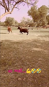 406K views · 2.3K reactions | Jersey bull vs Geer bull  | Jagdish Jograna | Facebook