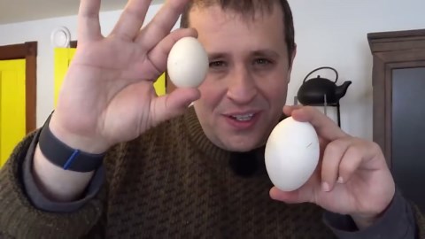 Goose Growth Timelapse Shows Eggs Hatching in Minutes