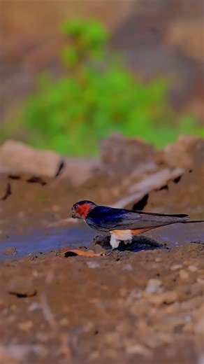 singing love birds #birds #birdsounds #animals #viral #nature