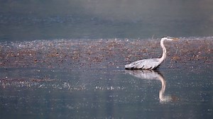 Blue Heron at Creston Valley Wildlife Management Area | Stefanie Harron - Photography