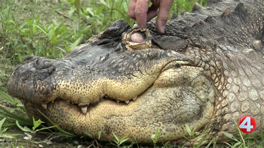 Lengthy legal fight over Albert the Alligator finally comes to an end