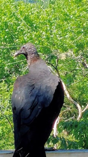 Black Vulture. "Beast of burden" close-up & fly-off. Nashville Tennessee USA 🎶
