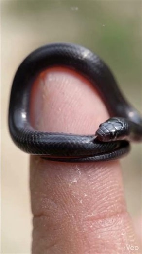 Tiny Snake Resting on a Finger Looks Absolutely Adorable 🐍❤️😳”