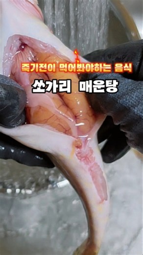 쏘가리매운탕 손쉽게 집에서 만들어드세요! 직접 잡은 민물매운탕 1티어 레시피 #쏘가리낚시 #쏘가리 #쏘가리매운탕 #민물매운탕 #매운탕레시피 #쏘가리손질방법 #매운탕끓이는법 #푸드