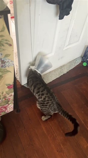 #foryou#cat#flowy#catfunny#kitten@samira gd play and Sami looking 🫠😻