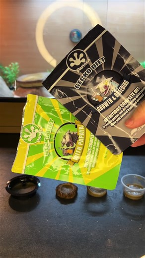 Crested Gecko Feeding Time: Fun and Growth Insights