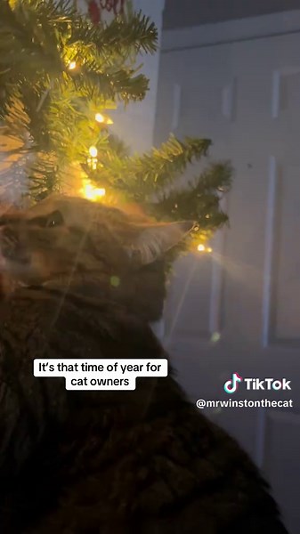Seasonal Tips for Cat Owners: Caring for Your Cat