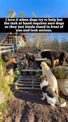 Fabulous Doodles (Roswald) on Instagram: "Monitoring the situation #hardwork . . . . . . . . . . . . . #doglife #goldendoodle #build #funnydogs #dogs #lovedogs #cute #labradoodle #pets #goldenretriever #petstagram #puppies #animals #instagood #life #funny #tbt #pets #cute #funny #meme #dogreels #puppy #reels #instagram doglove #selfbuild #construction #dad #fy #explore #building #instagood"