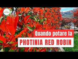 Photinia red robin - COME E QUANDO POTARE la siepe di Photinia
