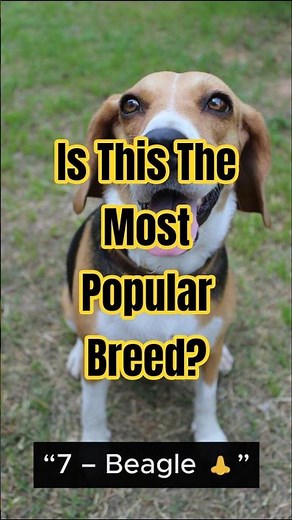 Top 10 Most Popular Dog Breeds (Wait for #1! 🐾)