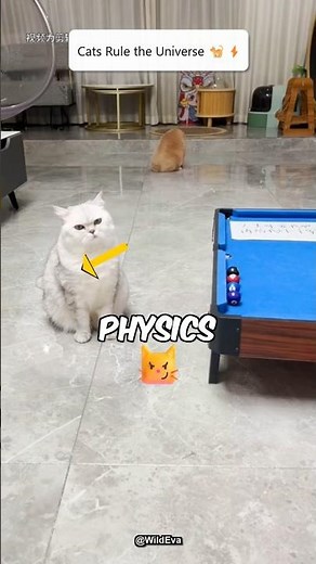 Cat Physics 😱