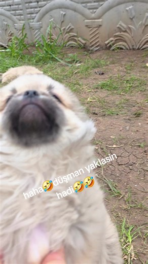 Pekinez Köpeklerle Eğlenceli Anlar