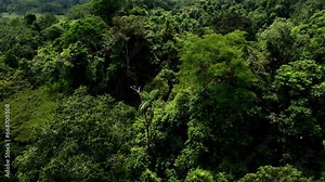 Close up of the tree crowns of a patch of secondary forest