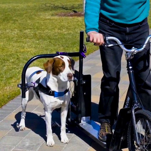 The Dog Powered Scooter lets you and your dog ride and run side by side. 🐕 🚲 | Inventions Insider
