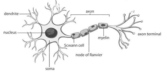 Neuron function - Neuroscience for machine learners