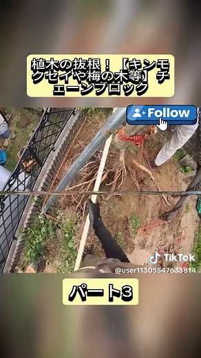 植木の抜根！【キンモクセイや梅の木等】チェーンブロック tree rooting p3 #造園 #特殊伐採 #fyp #foryoupage❤️❤️ #林業