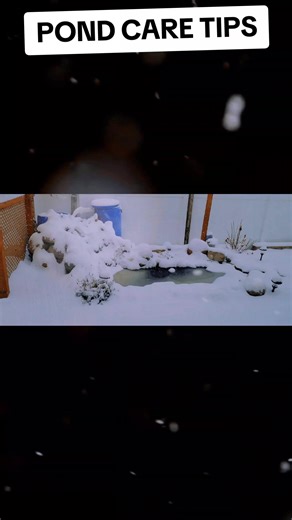 Pond care Tips!! Keep an opening in the ice using a de-icer or aerator to facilitate the escape of toxic gases and the entry of oxygen, while also ensuring that at least 25% of the pond's surface remains clear of snow to support plant photosynthesis. Make sure your pond is sufficiently deep to provide a safe zone for the fish beneath the freezing line. #pondlife #koipond #Diy #winter #fyp