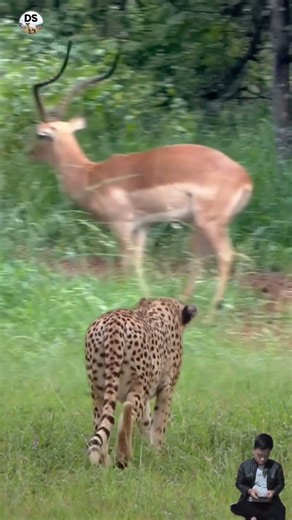 Tatapan terakhir di padang rumput !! Impala pergi saat di hampiri Cheeteh #animals #shorts #cheetah
