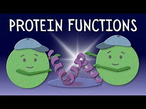 What Do Proteins Actually Do? (6 Functions You MUST Know!)