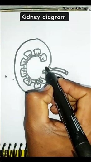 kidney diagram #biology