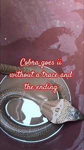 Cobra defecates without hiding its feces and the ending