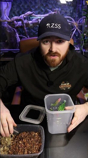 How To Make a Mantis Enclosure Cheap #terrarium #mantis #prayingmantis